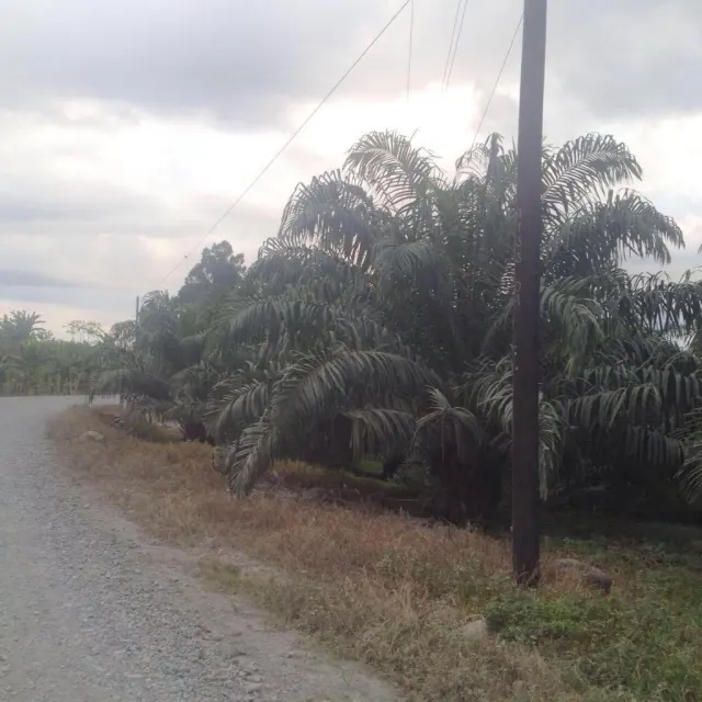 Livestock farm for sale and palm oil, 331 acres