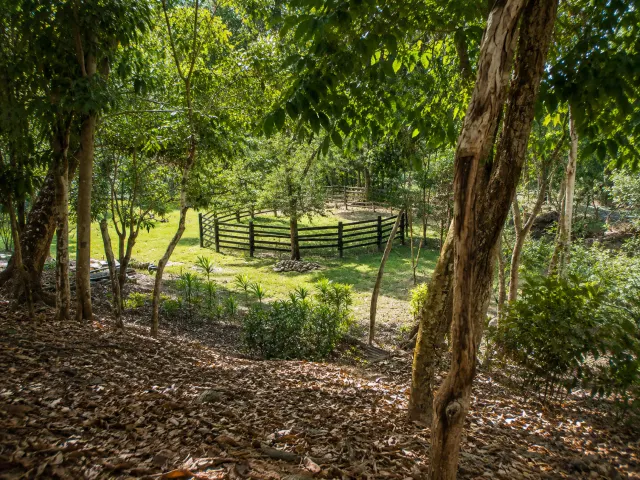 95-Acre Farm for Sale in Vainilla, Tambor – Nature, Agriculture & Development Opportunity