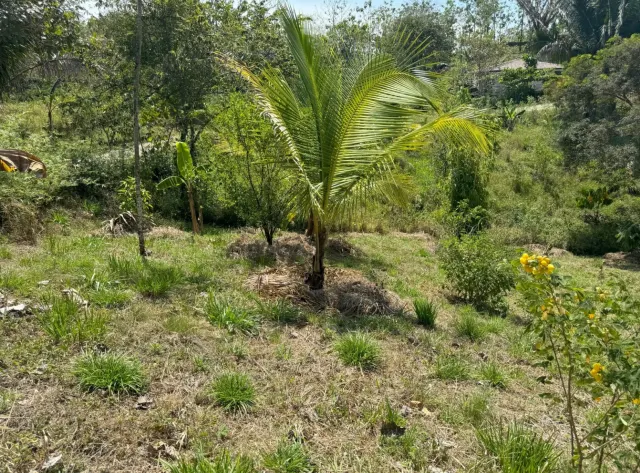 Regenerative Community Lot in San Isidro – Nature & Conscious Living