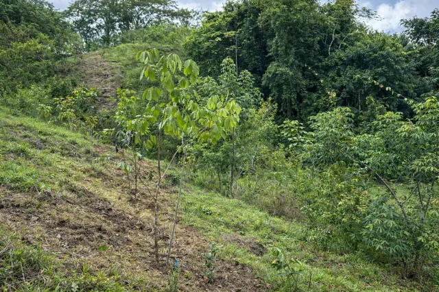 5,000 m² Lot in San Isidro – 5 Minutes from Playa Carmen