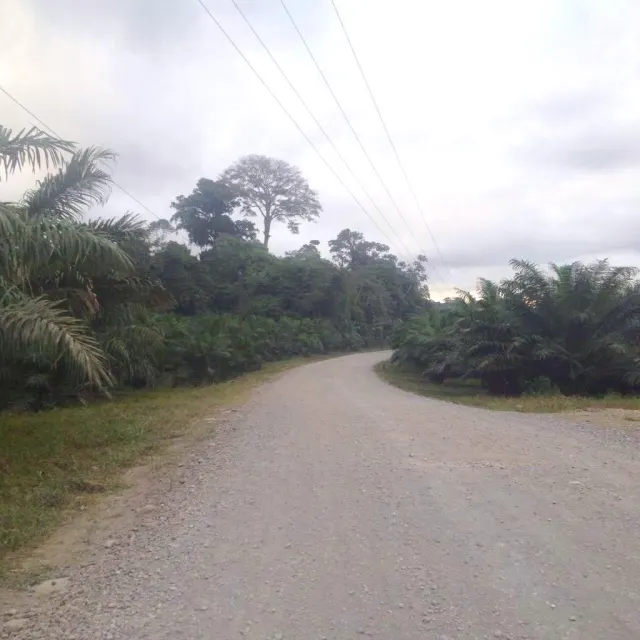 Livestock farm for sale and palm oil, 331 acres