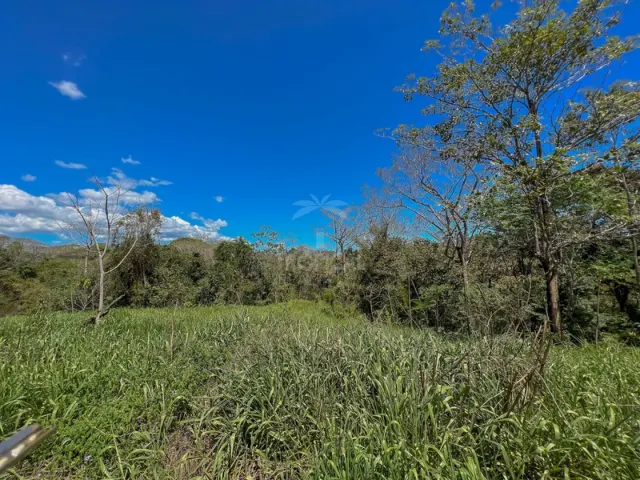 An open plot covered in green grass with several trees and bushes under a clear blue sky.