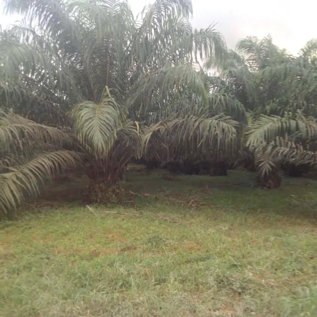 140 hectares palm oil farm, Sarapiqui