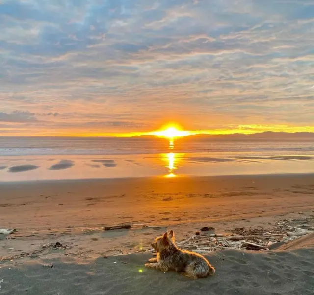 A small dog lies on the sand facing the ocean during a golden sunset under a cloudy sky.