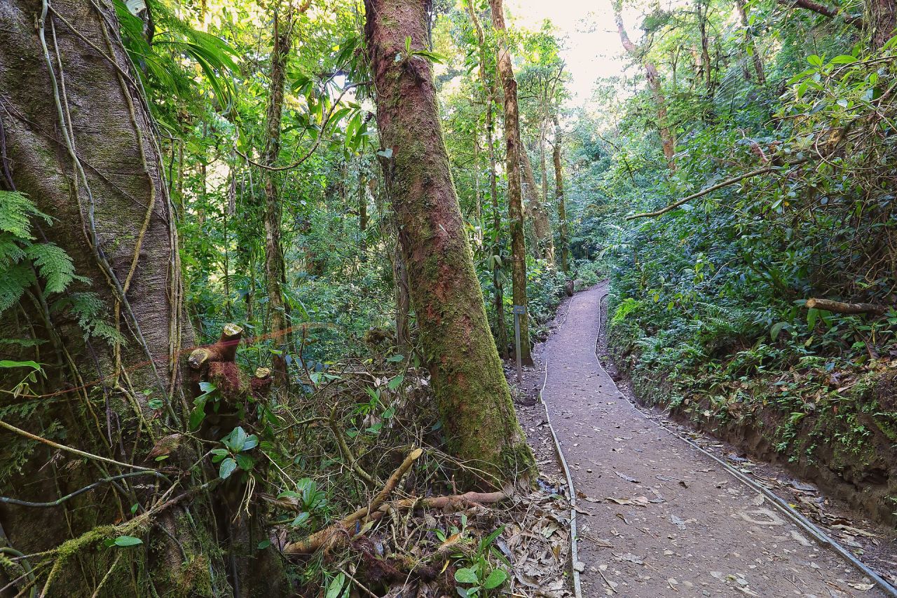 A trail through the Monteverde cloud forest reserve, trees heavy with moss and epiphytes