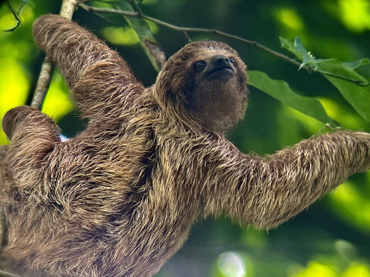 A three-toed sloth moving along a branch in the Costa Rican canopy